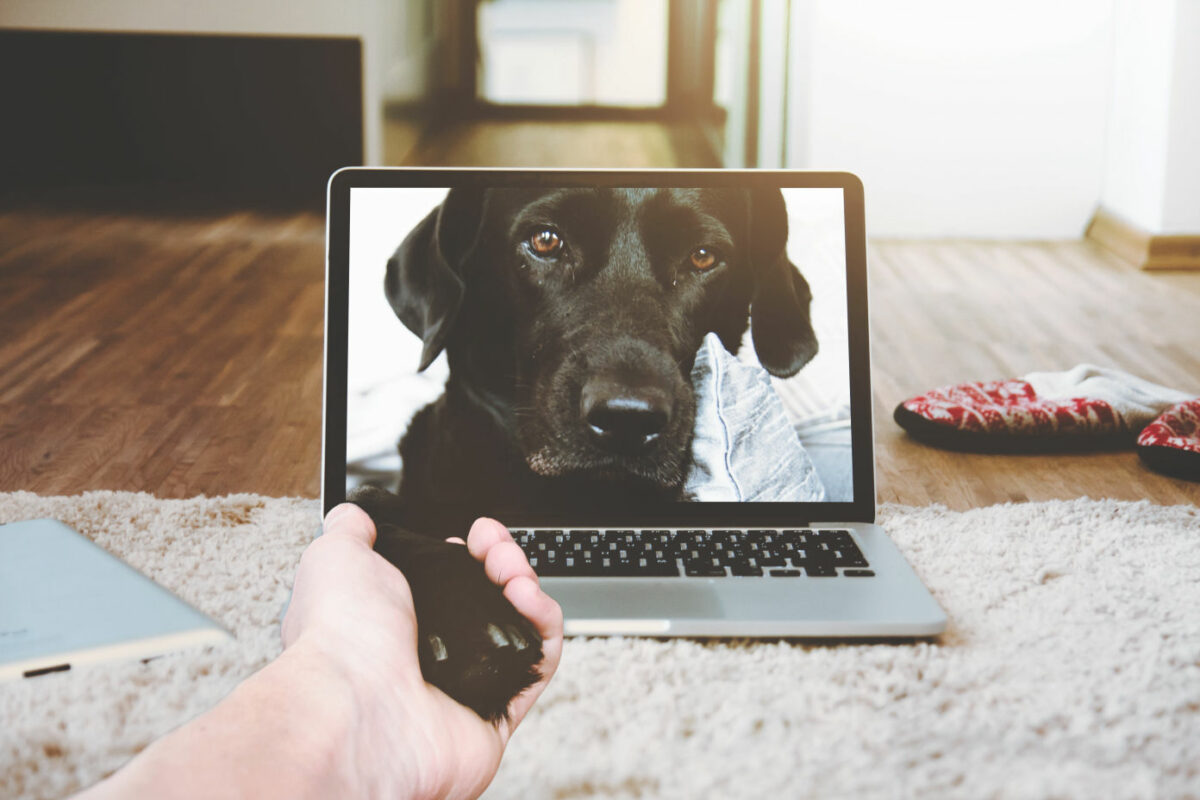 06. Veterinary Telemedicine: Embracing the Technology