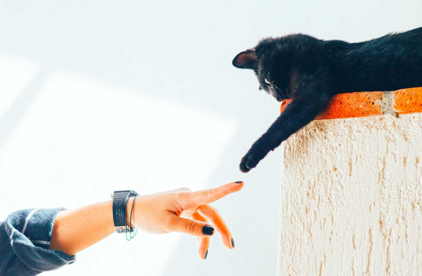 44. Cat Chat: Learning How to Speak Feline
