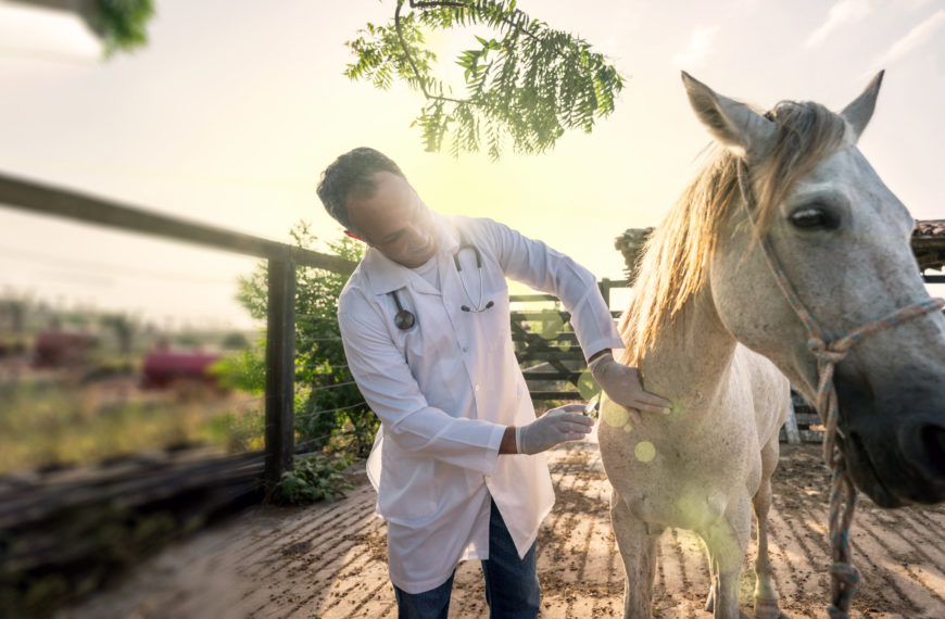 82. The Horse Workforce: Navigating the Equine Veterinarian Shortage