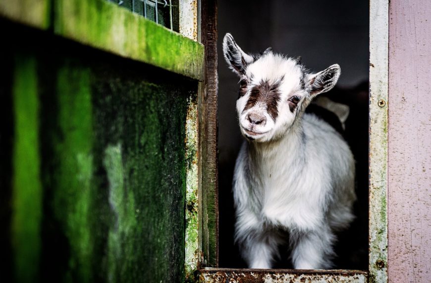 89. Beyond the Barn: The Urban Farm Animal Dilemma